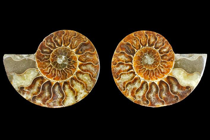 Agatized Ammonite Fossil - Madagascar #139730